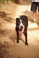 happy dog walking in nature