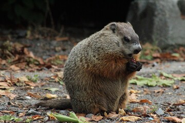 Groundhog eating