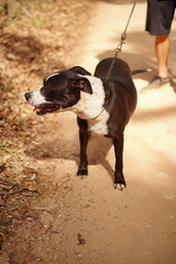 happy dog walking in nature