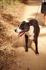 happy dog walking in nature