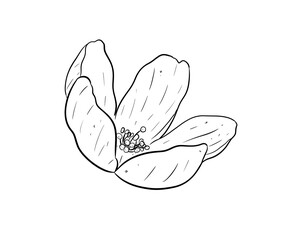 cherry blossom digital illustration drawing isolated