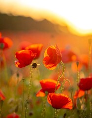 Obraz premium Vibrant red poppies bathed in golden sunset light, a bee in flight