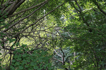 Trees in natural forest background. Tree branches with lush green leaves in summer.