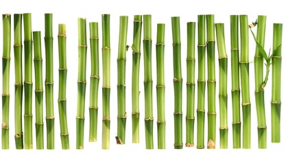 Green bamboo stalks arranged in rows against a white background