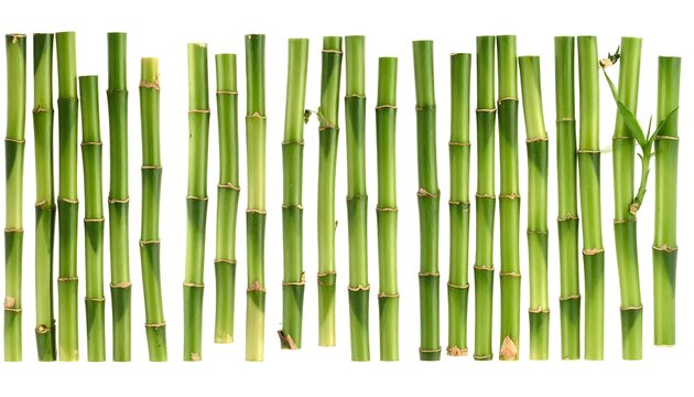 Green bamboo stalks arranged in rows against a white background - Powered by Adobe