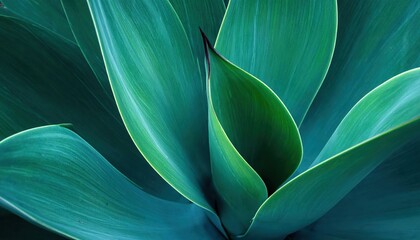 Cactus plant Agave attenuata soft details texture. Natural abstract, delicate and fluid shapes lines. Highlight focused leaf edges and blurred background
