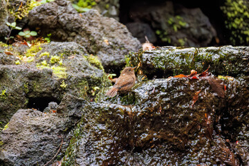 可愛いミソサザイ（ミソサザイ科）
英名学名：Eurasian Wren (Troglodytes troglodytes)
山梨県富士吉田市大洞の水場-2025
山中湖の別荘地内にある水場。
崖から美しい清水が湧くポイントで、古くから登山者が水を飲んだり、野鳥が水浴びをしたりする。
