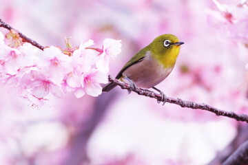 満開の桜の中のメジロ