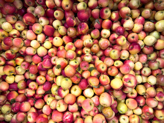 Fresh red and yellow apples top view, rich in vitamins and fiber, healthy fruit for diet, nutrition, harvest, market and food background concepts.