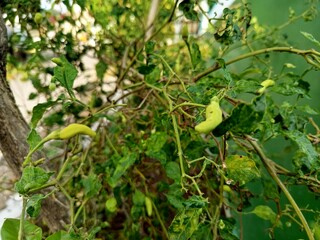 Chilli green