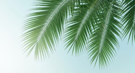 Fototapeta premium Palm fronds with green leaves against a soft, light blue sky background