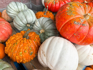 Pumpkins in the store in various colors and shapes for the Halloween holiday