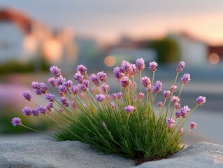 Macro Shot of Lavender Flowers in Full Bloom Against Blurred Background at Golden Hour