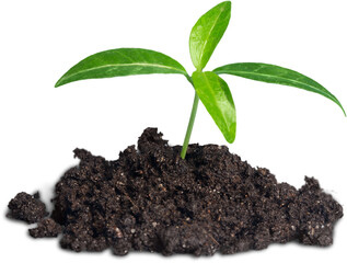Small green plant sprouting from fertile soil symbolizing growth and new beginnings young plant growing from soil young green plant growing from pile of soil top view isolated  transparent png