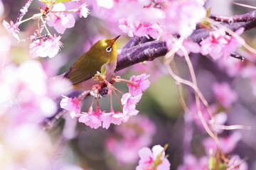 満開の桜と可愛いメジロ