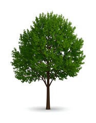 Lush green deciduous tree with a dark brown trunk and a subtle shadow, isolated on a white background