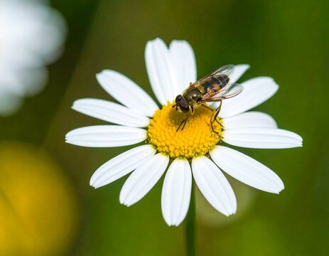 Close-up of a hoverfly on a daisy