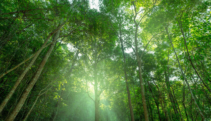 Green tropical tree forest canopy with sunlight. Sustainability carbon capture carbon credit and climate change solutions for environmental preservation and eco balance. Sustainable green environment.
