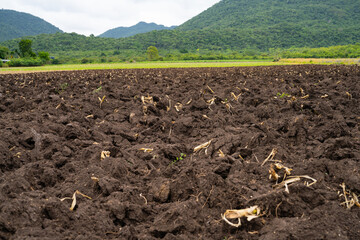 Plowed agricultural field after sugarcane harvest with rich brown soil prepared for new planting. Food security, soil health, and sustainable farming landscape in rural countryside. World soil day.
