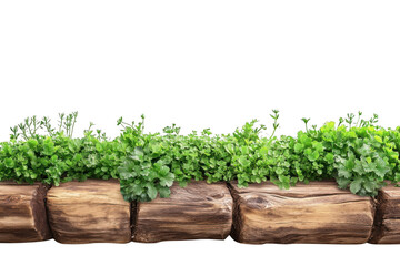 Fototapeta premium Green plants in wooden planter box, decorative herbs, garden plants, outdoor decor, landscaping elements, isolated on transparent background