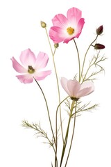 Fototapeta premium Wild flowers blossom petal plant.