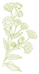 植物のスケッチ素材。野の草花。ベクターイラスト素材。