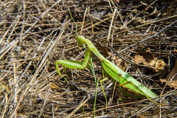 Insect mantis in autumn grass close-up. Large Green Mantis