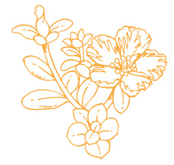 植物のスケッチ素材。野の草花。ベクターイラスト素材。