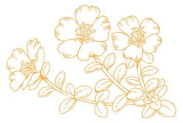 植物のスケッチ素材。野の草花。ベクターイラスト素材。