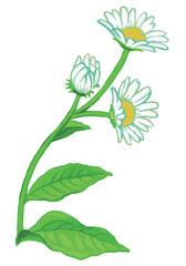 植物のスケッチ素材。野の草花。ベクターイラスト素材。