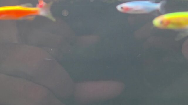 School of longfin danio fish in vibrant shades of red orange green and blue swimming inside clear home aquarium