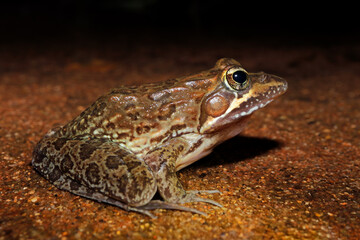 A common or Angola river frog (Amietia angolensis) sitting in natural habitat, South Africa