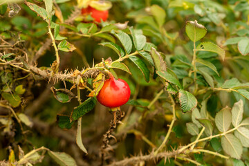 A single red rosehip fruit clings to a thorny branch, surrounded by green leaves and dry stems. Rosa rugosa. Rugosa rose, beach rose, Japanese rose, Ramanas rose, or letchberry