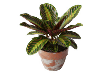 Fototapeta premium A potted calathea orbifolia plant with striking green and yellow striped leaves isolated on transparent background