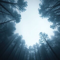 Misty Forest Canopy with Low Angle.