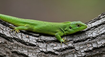 Fototapeta premium Vibrant green lizard resting on textured tree bark in natural habitat