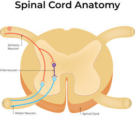 Spinal Cord Anatomy Diagram Vector Illustration