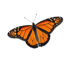 Fototapeta premium Beautiful Orange Monarch Butterfly with Black Patterns on Wings Resting on an Isolated transparent background