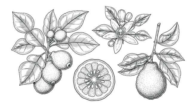 Bergamot Fruit Hand Drawn Illustration with Flower and Slice