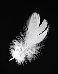 Delicate white feather against a stark, dark background