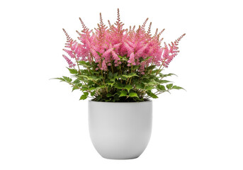 Naklejka premium A vibrant pink astilbe plant in a white ceramic pot isolated on transparent background