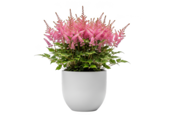 A vibrant pink astilbe plant in a white ceramic pot isolated on transparent background