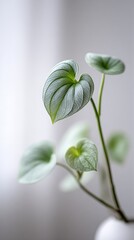 Obraz premium Heart shaped plant leaves closeup