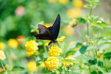 Fototapeta premium 美しいカラスアゲハ（アゲハチョウ科）。 ランタナ（クマツヅラ科）の花の蜜を吸っている。 英名学名：Chinese peacock, Papilio Lantana, Lantana camara 静岡県伊豆半島賀茂郡南伊豆町中木ヒリゾ浜、石廊崎オーシャンパーク-2025年 