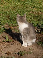 Gray and White Cat Sitting Looking Away