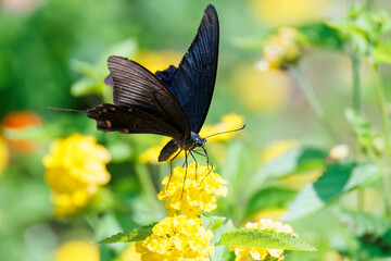 美しいカラスアゲハ（アゲハチョウ科）。
ランタナ（クマツヅラ科）の花の蜜を吸っている。
英名学名：Chinese peacock, Papilio
Lantana, Lantana camara
静岡県伊豆半島賀茂郡南伊豆町中木ヒリゾ浜、石廊崎オーシャンパーク-2025年
