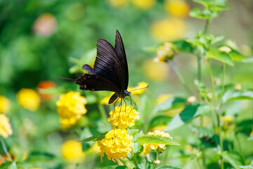 Fototapeta premium 美しいカラスアゲハ（アゲハチョウ科）。 ランタナ（クマツヅラ科）の花の蜜を吸っている。 英名学名：Chinese peacock, Papilio Lantana, Lantana camara 静岡県伊豆半島賀茂郡南伊豆町中木ヒリゾ浜、石廊崎オーシャンパーク-2025年 