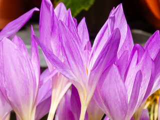 Macro View of Lilac Colchicum Flower Petals