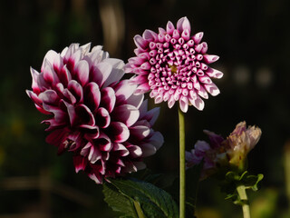 Dramatic Two-Toned Dahlia Flowers Against Dark Background