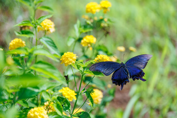 美しいカラスアゲハ（アゲハチョウ科）。
ランタナ（クマツヅラ科）の花の蜜を吸っている。
英名学名：Chinese peacock, Papilio
Lantana, Lantana camara
静岡県伊豆半島賀茂郡南伊豆町中木ヒリゾ浜、石廊崎オーシャンパーク-2025年
